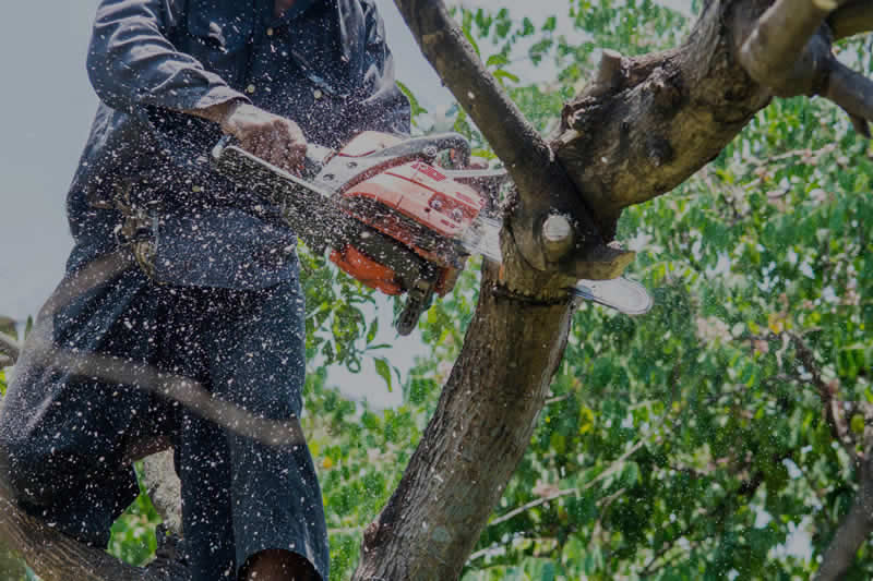 Tree Trimming Services in Phoenix